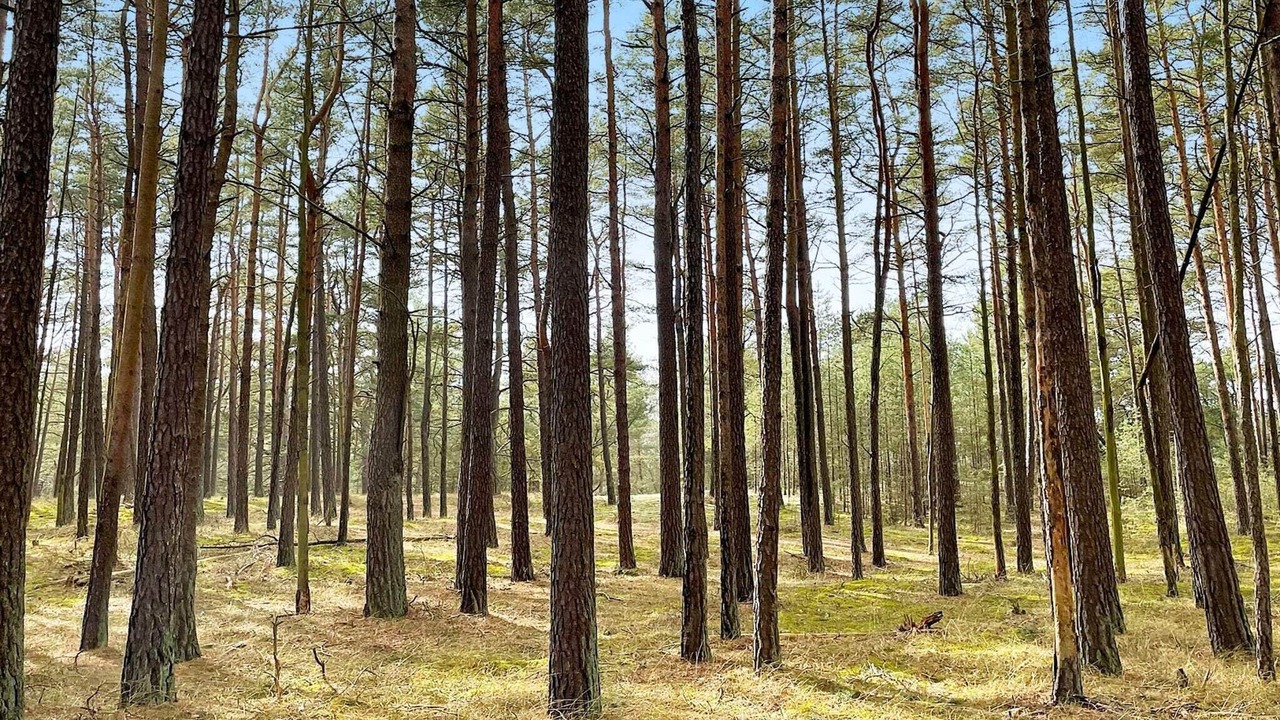 Photo of Others in Yngsjo