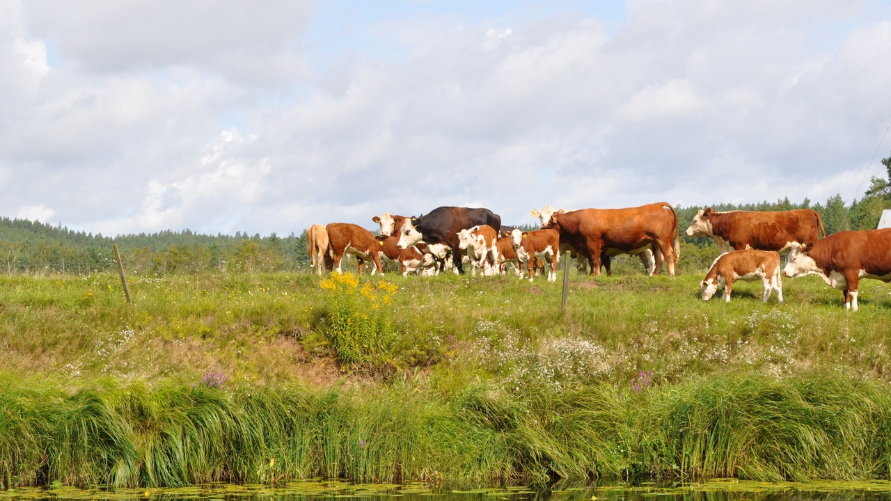 Photo of Outdoor in Jarnforsen