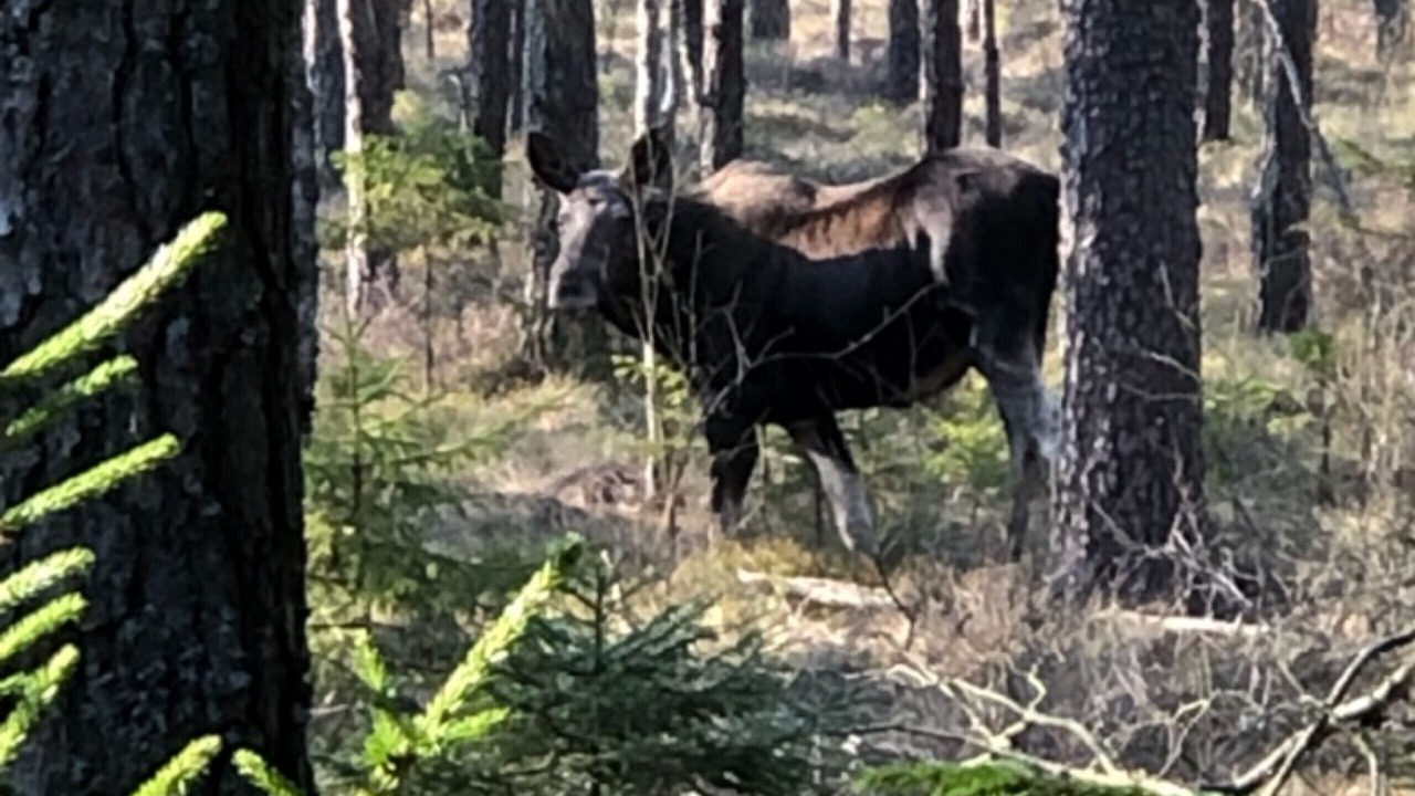 Photo of Outdoor in Tranemo