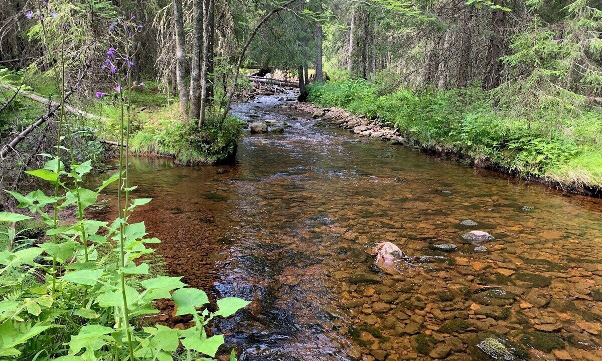 Photo of Outdoor in Salen