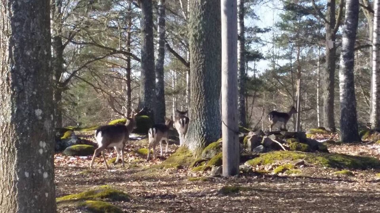 Photo of Others in Paulistrom