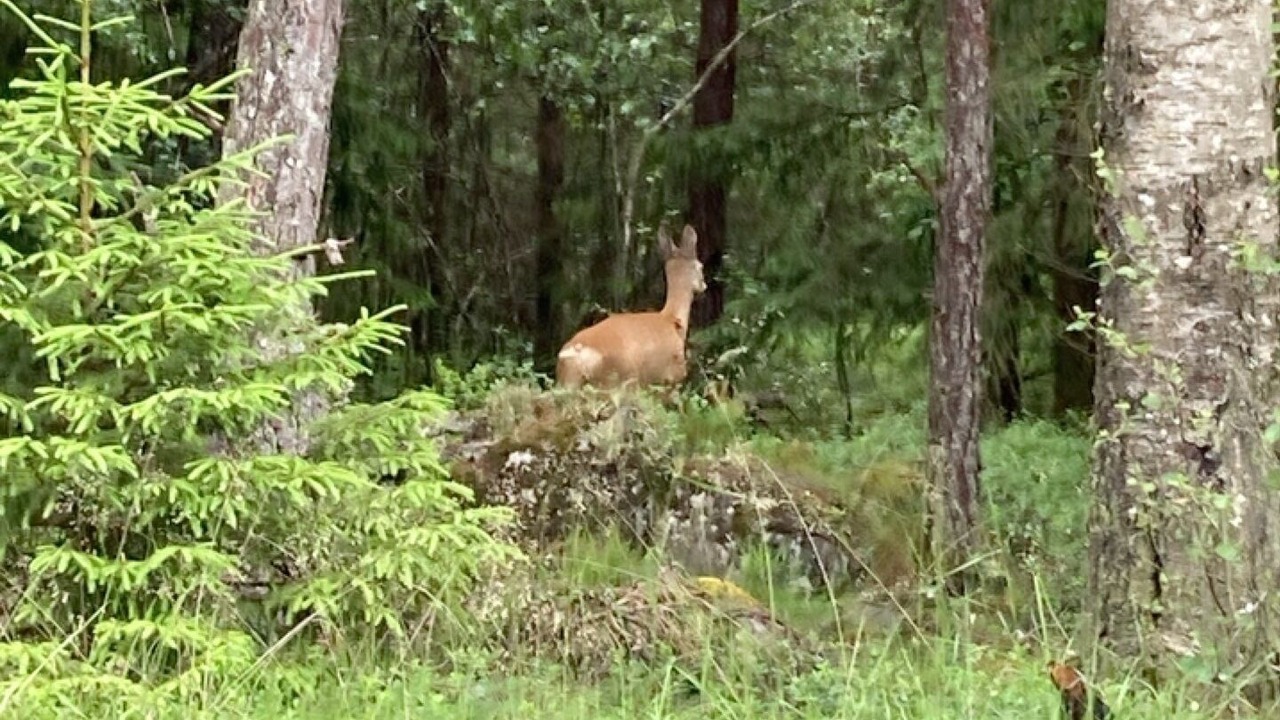 Photo of Outdoor in Stromstad Municipality