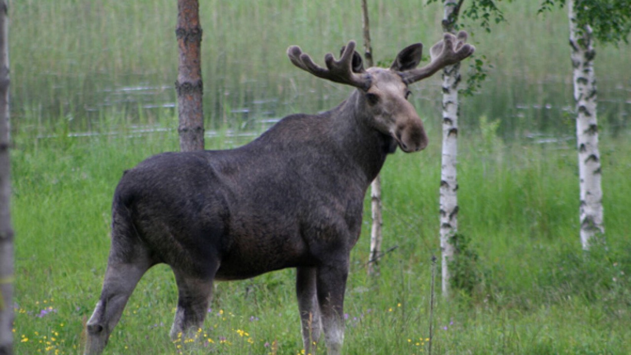 Photo of Others in Mora