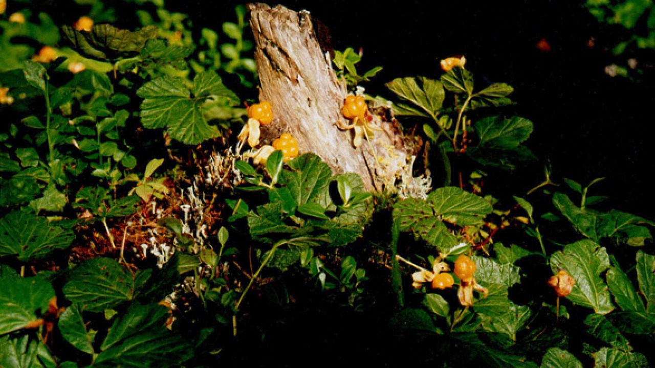 Photo of Outdoor in Mora