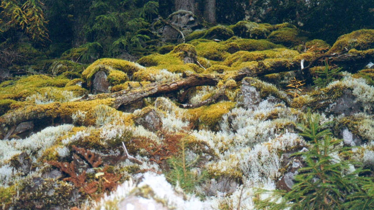 Photo of Others in Mora