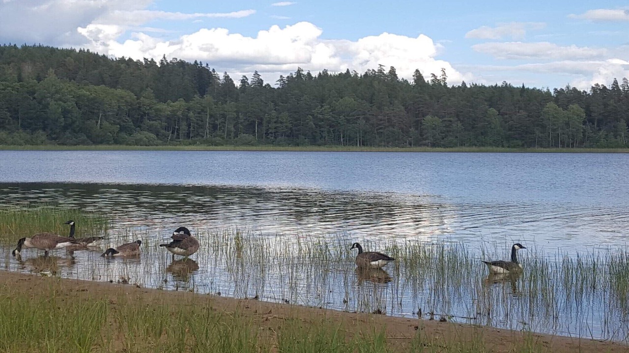 Photo of Others in Morlunda