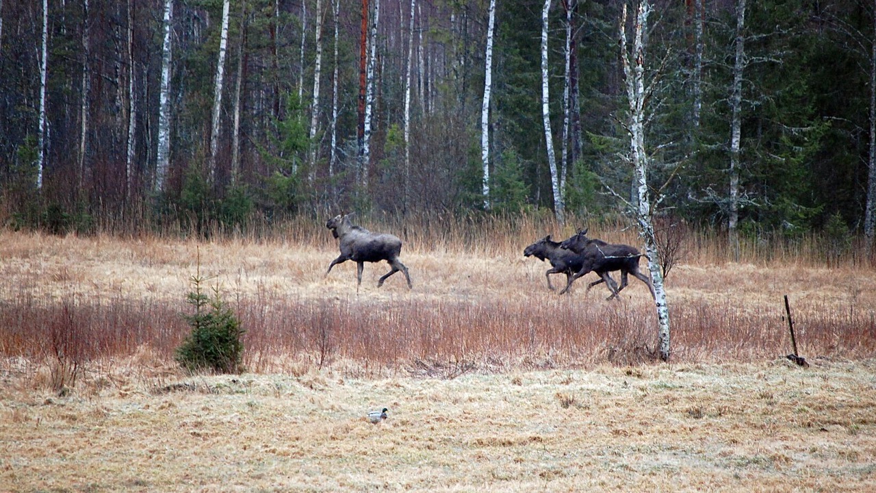 Photo of Others in Norrhult