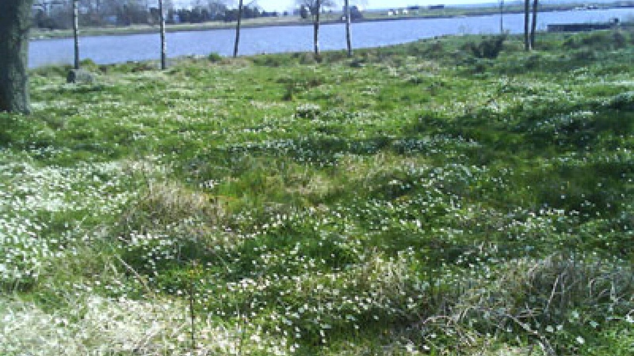Photo of Others in Orranas
