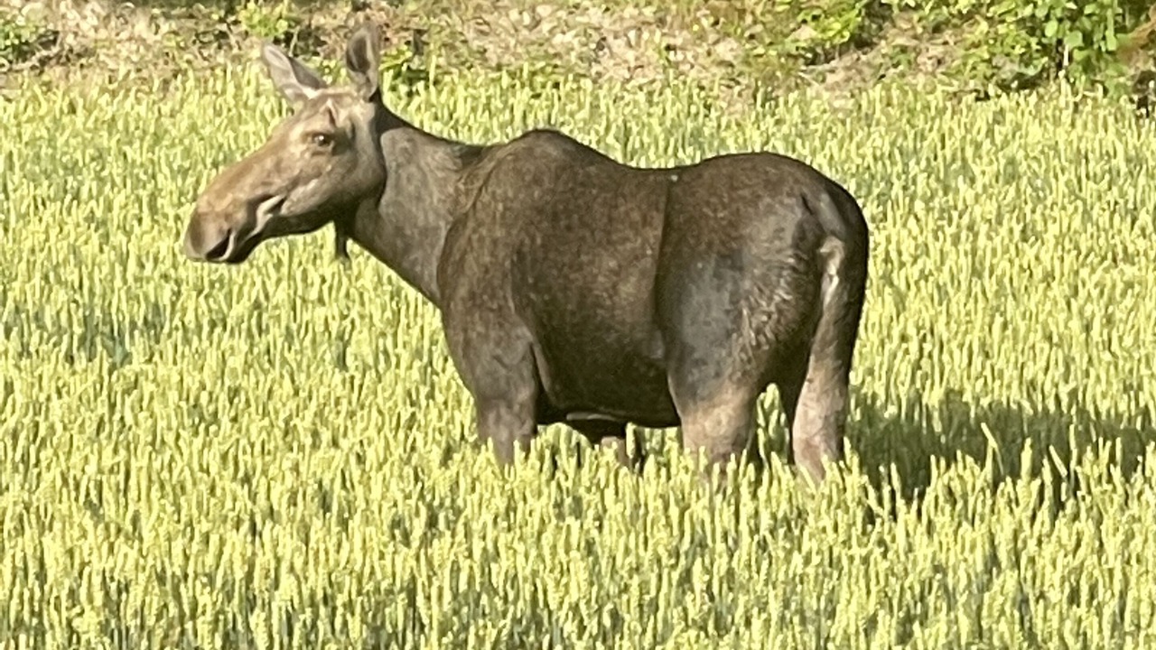 Photo of Others in Kulan