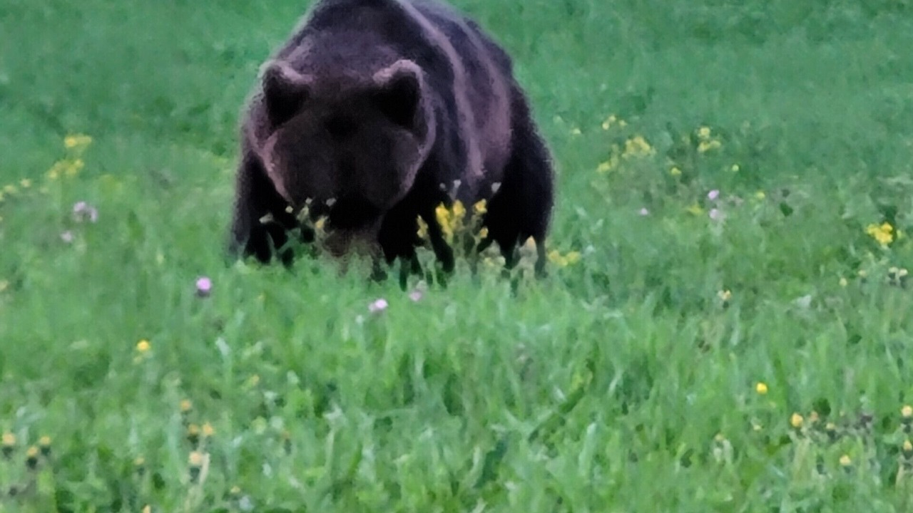 Photo of Others in Gallo