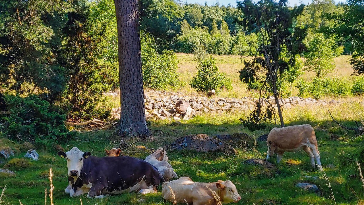 Photo of Others in Hokerum