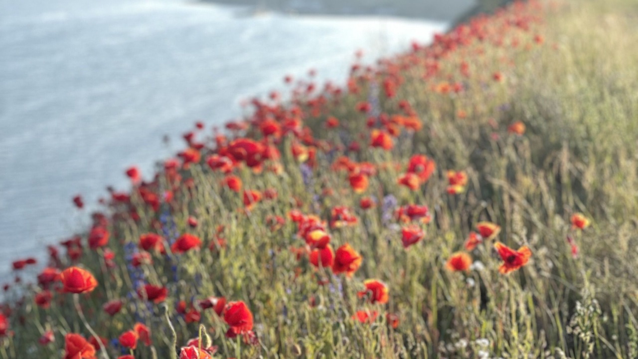 Photo of Outdoor in Kaseberga