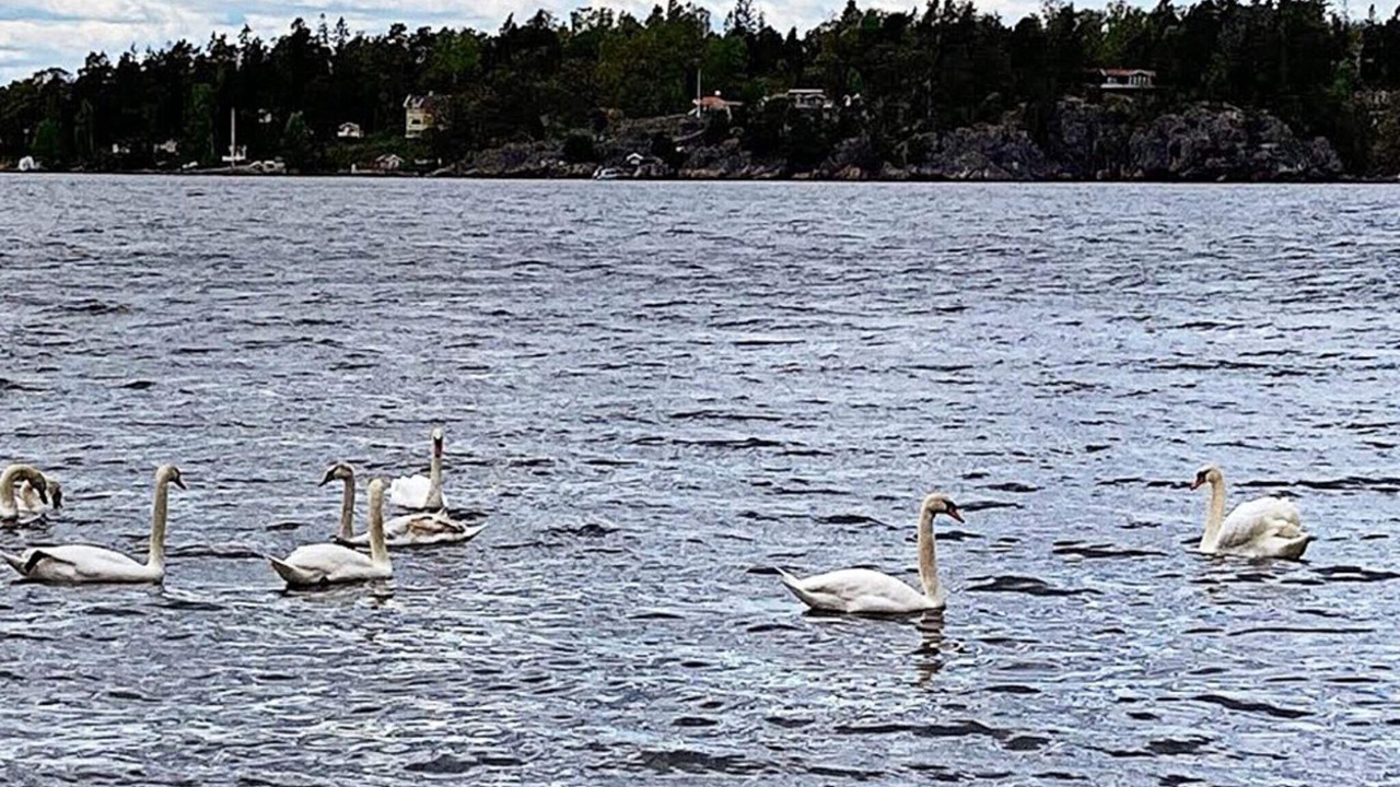Photo of Others in Varmdo