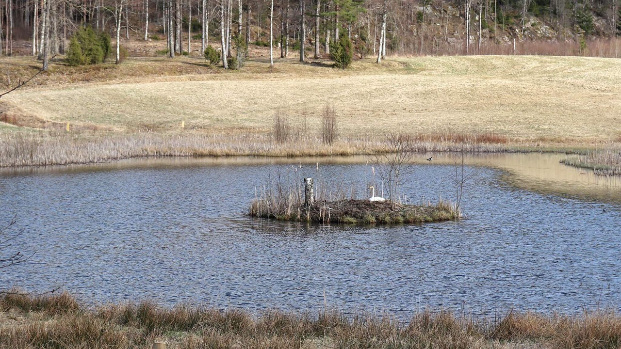 Photo of Others in Hogsater