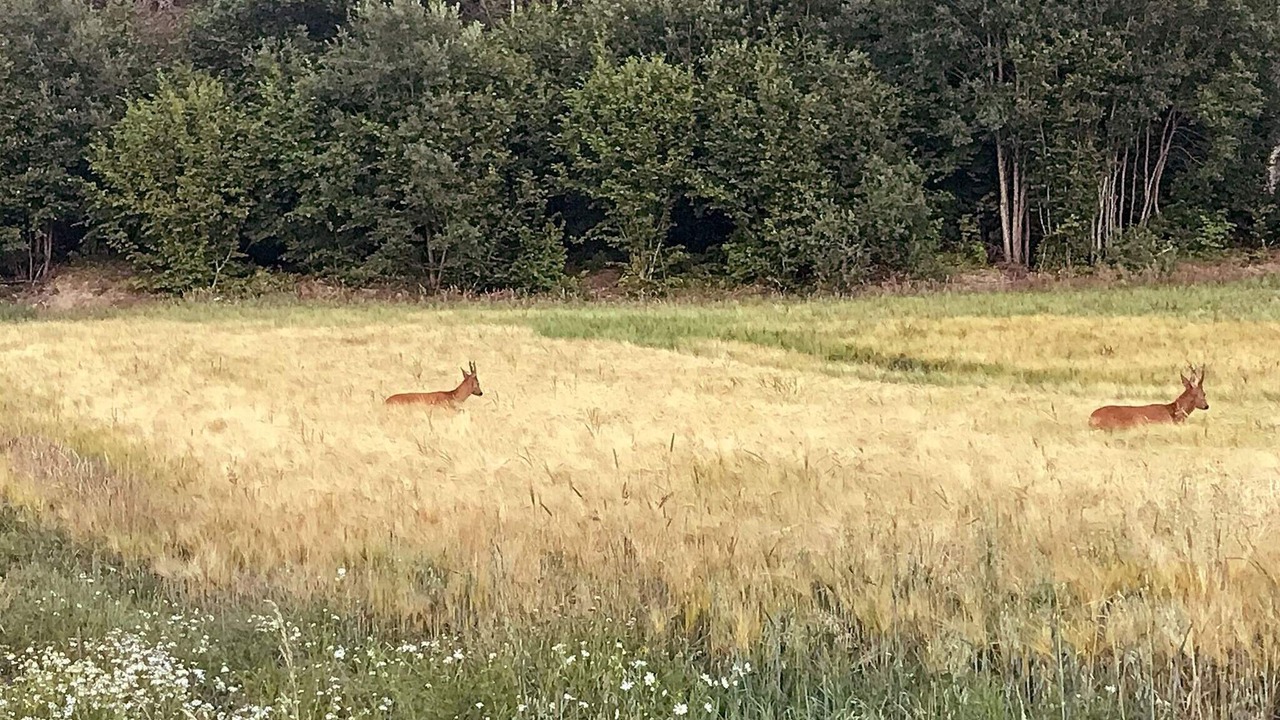 Photo of Outdoor in Grebbestad