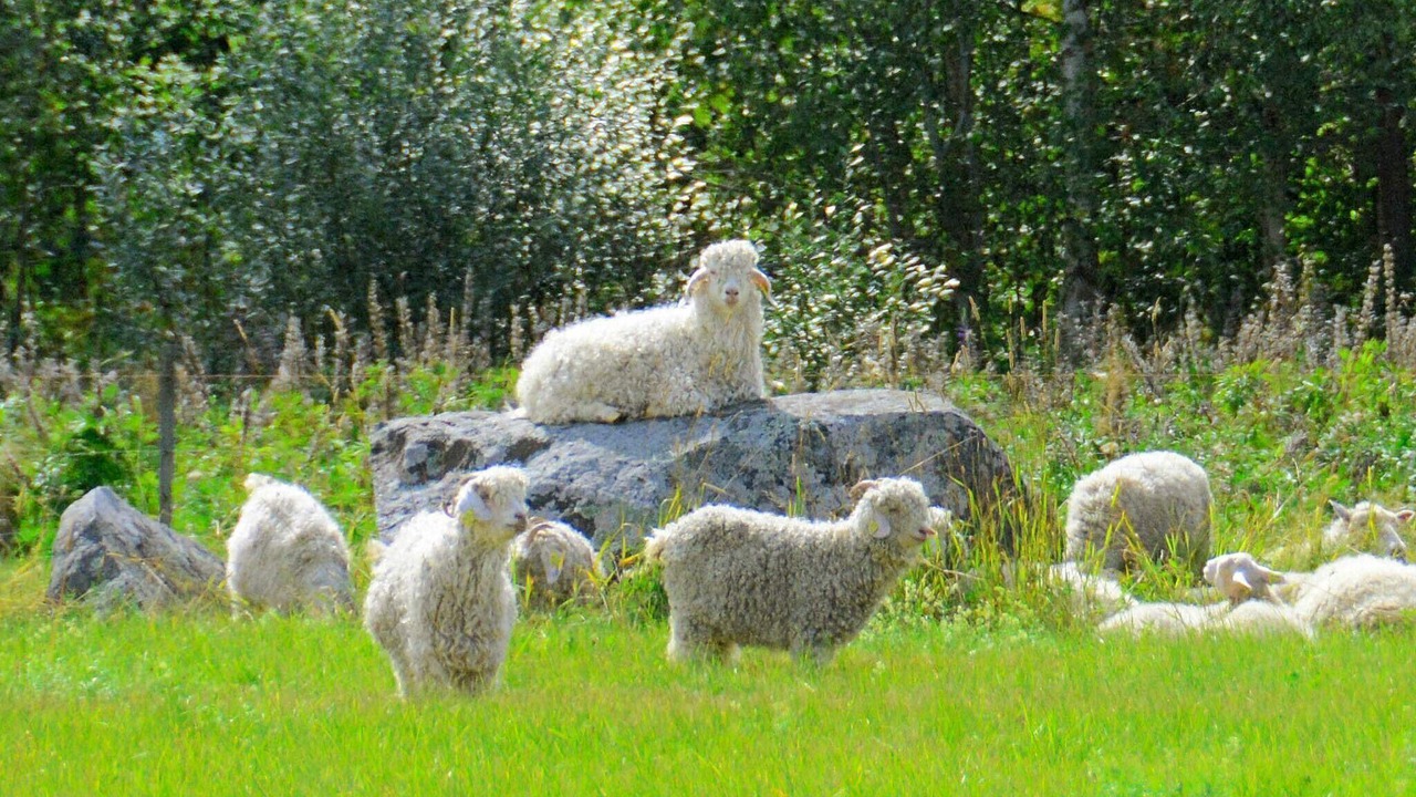 Photo of Outdoor in Hammaro