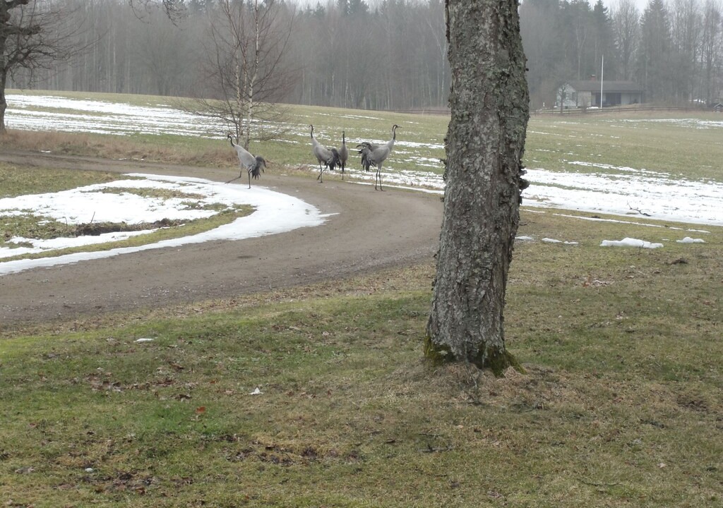 Photo of Others in Lappamala