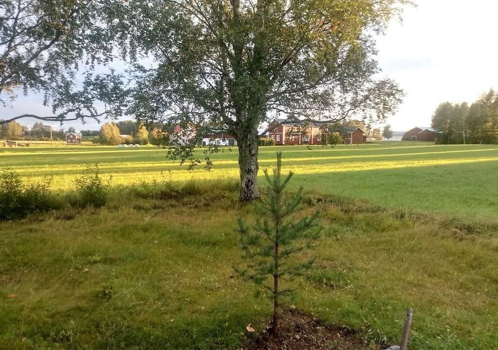 Photo of Outdoor in Amsele