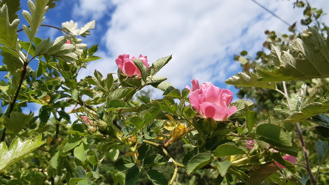 Photo of Outdoor in Alvhem