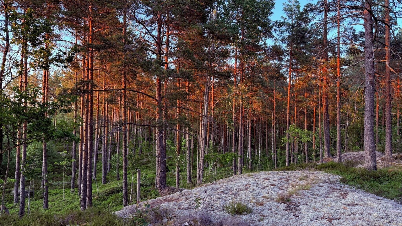 Photo of Others in Vimmerby