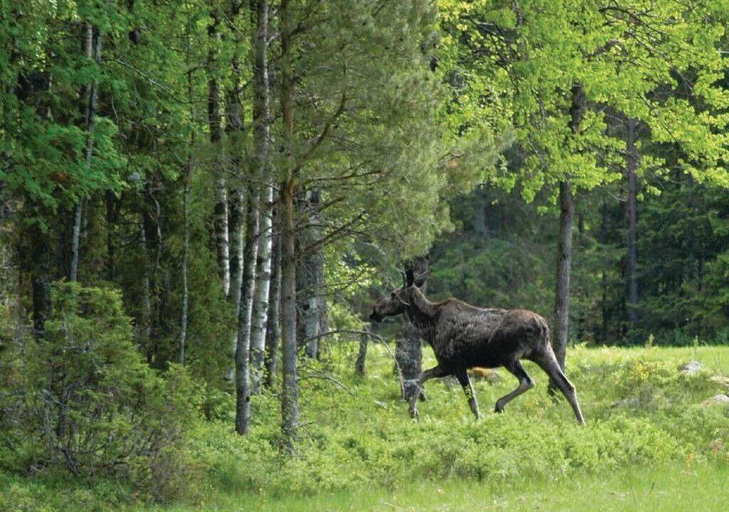 Photo of Others in Annolfsbyn