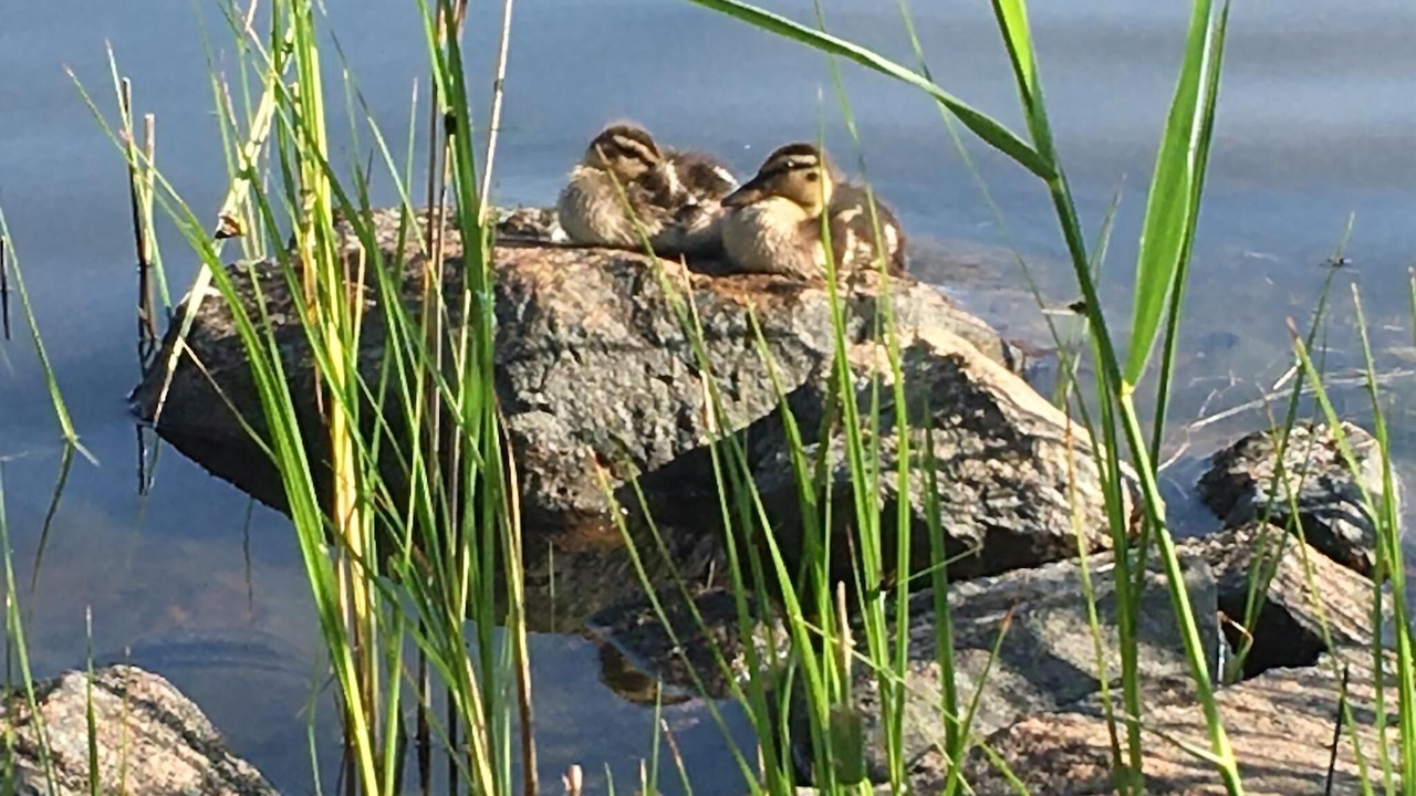 Photo of Others in Oskarshamn