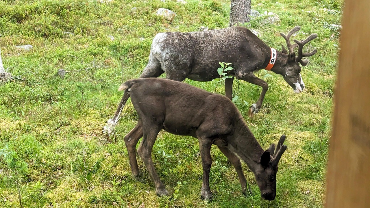Photo of Others in Sarna
