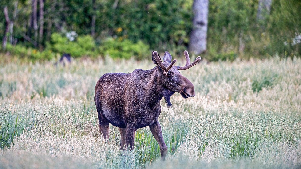 Photo of Others in Kristinehamn
