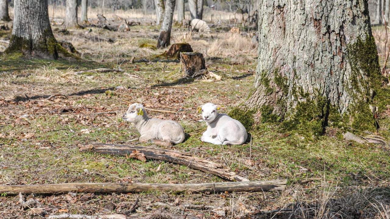 Photo of Others in Kristinehamn