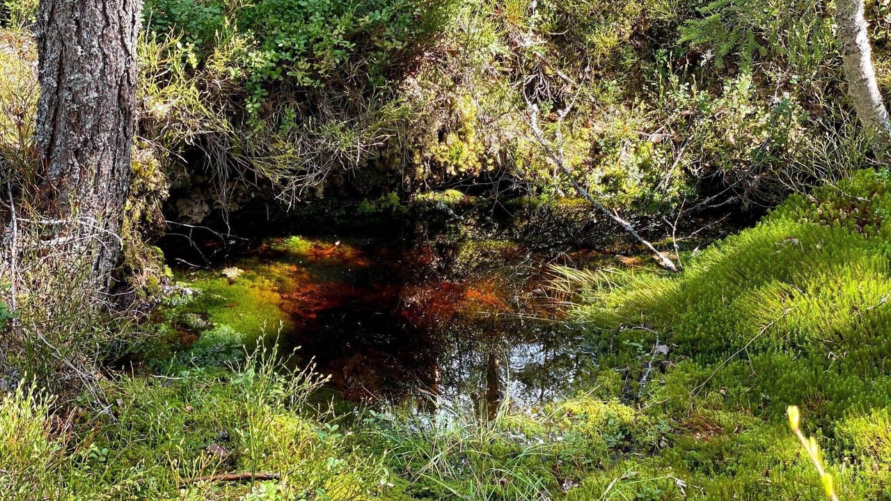 Photo of Others in Kopparberg