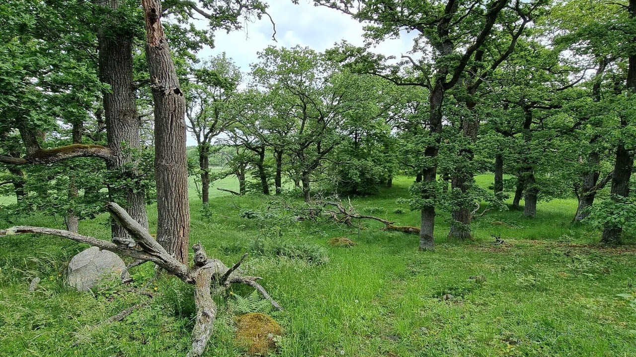 Photo of Others in Torshalla