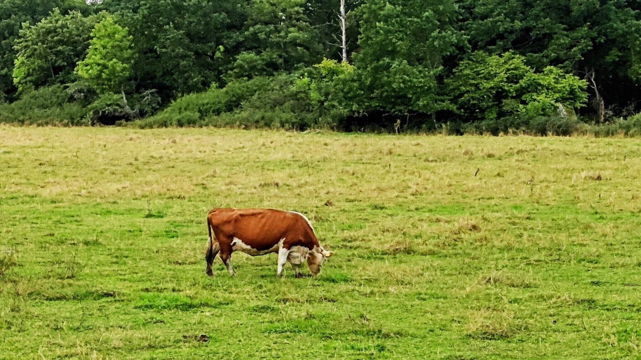Photo of Others in Torshalla