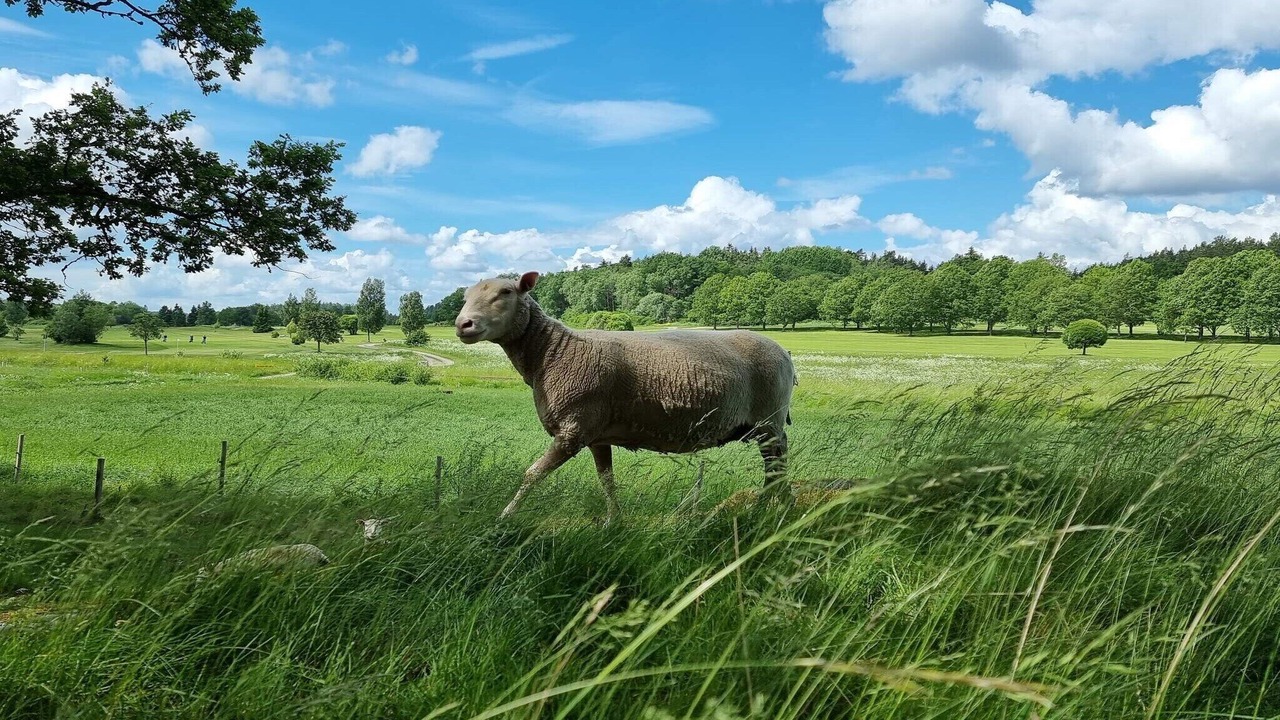 Photo of Others in Torshalla