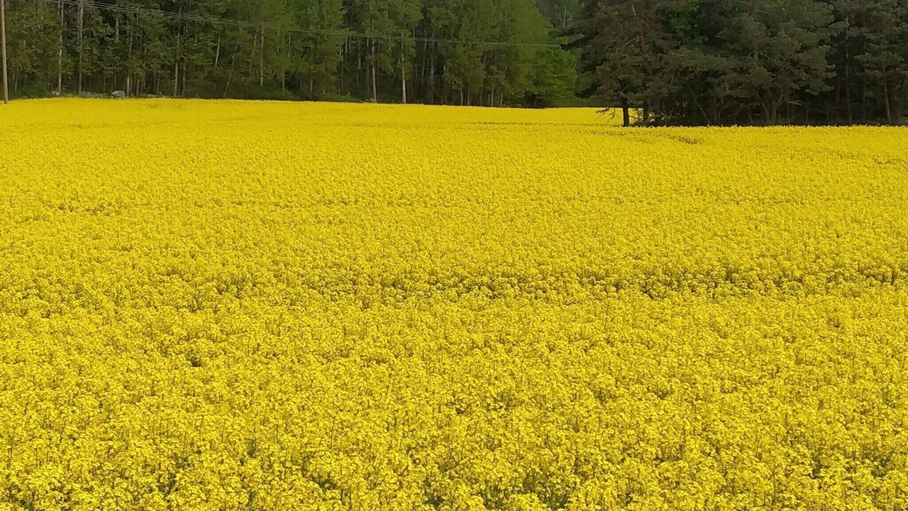 Photo of Others in Torshalla