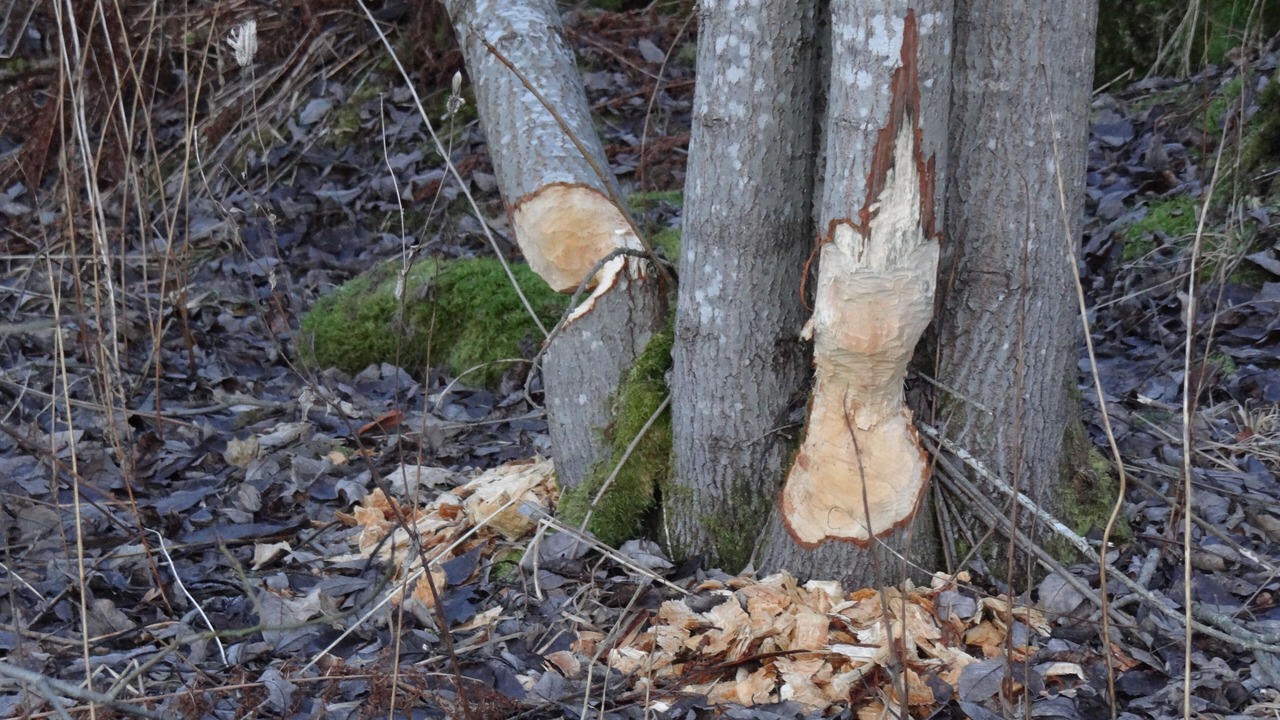 Photo of Others in Lesjofors