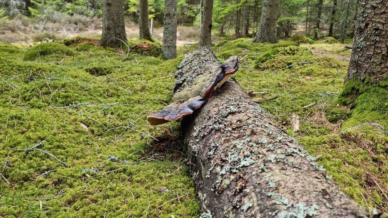 Photo of Outdoor in Almhult
