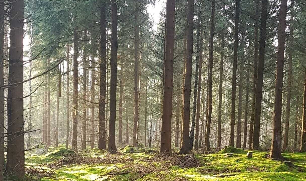 Photo of Outdoor in Almhult