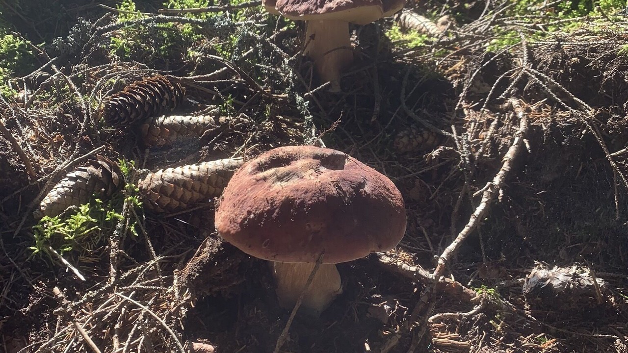 Photo of Outdoor in Ryd