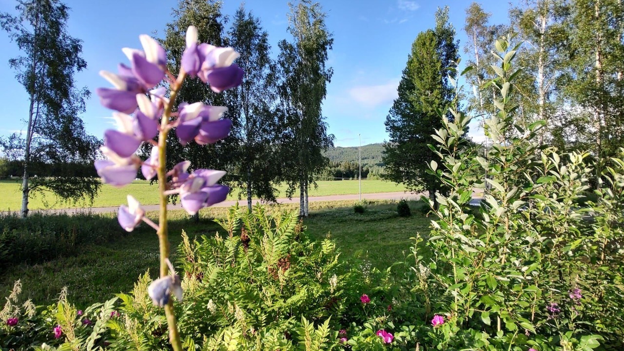 Photo of Outdoor in Hammarstrand