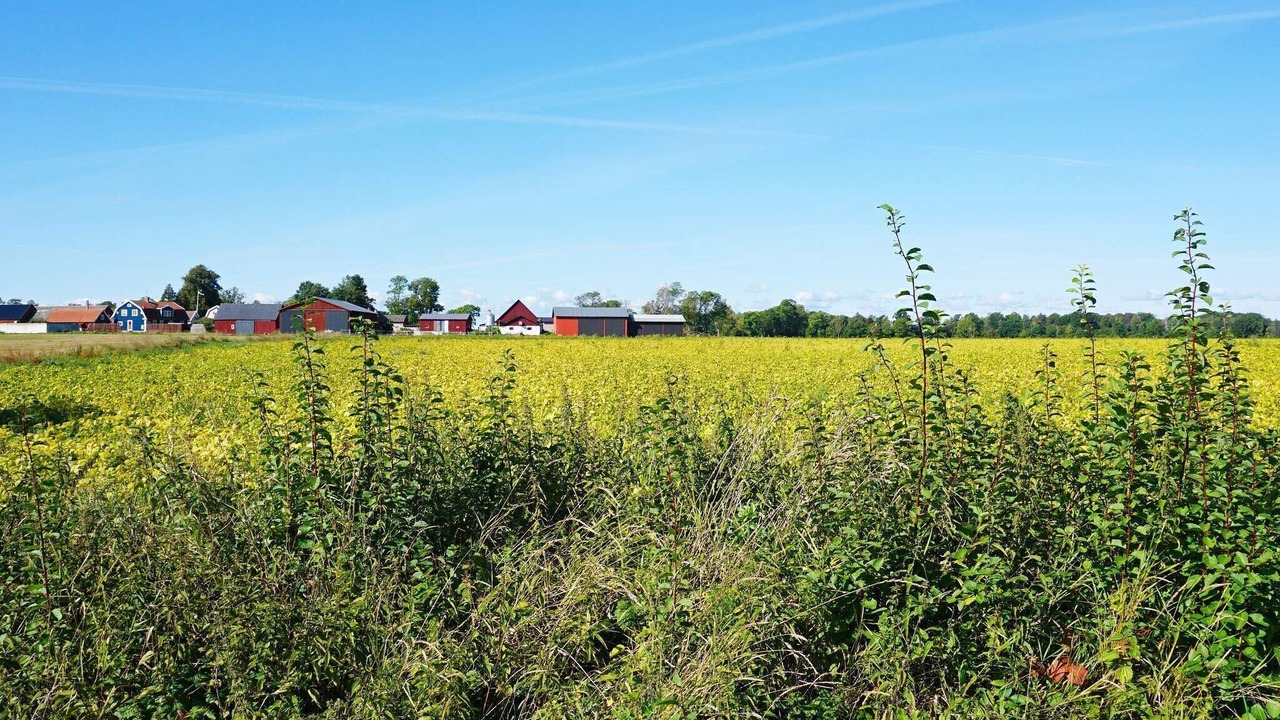 Photo of Others in Farjestaden