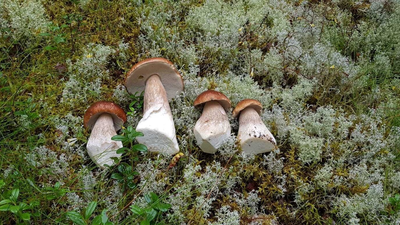 Photo of Outdoor in Arvika
