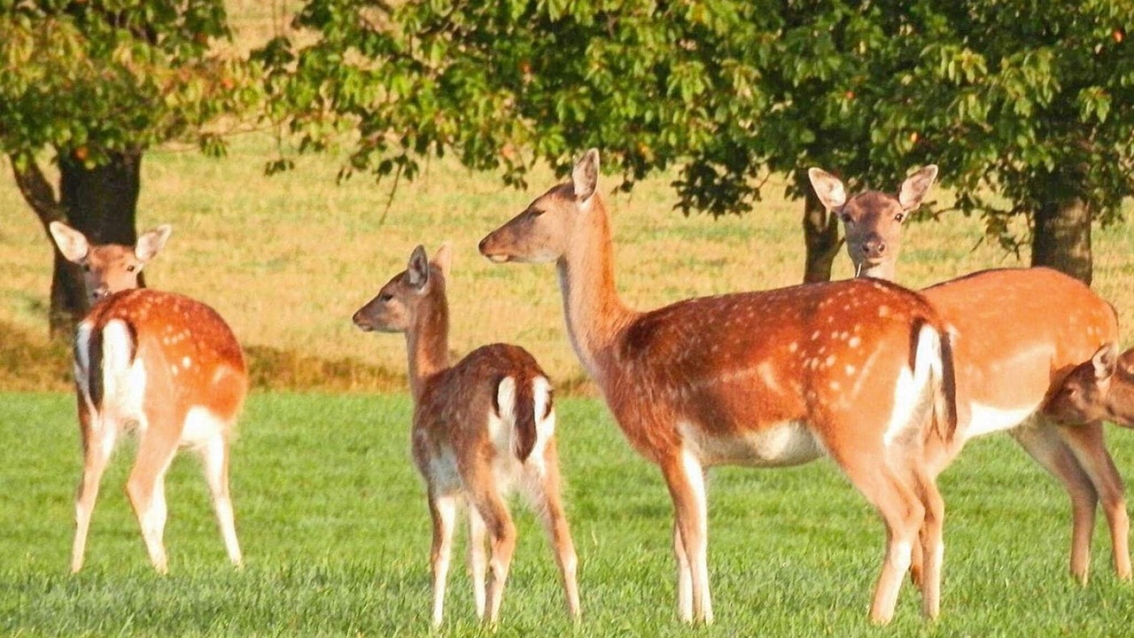 Photo of Others in Genarp