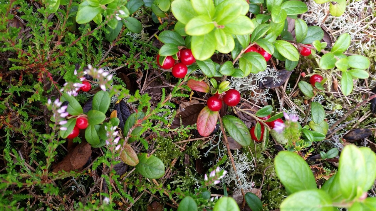 Photo of Outdoor in Alvhem