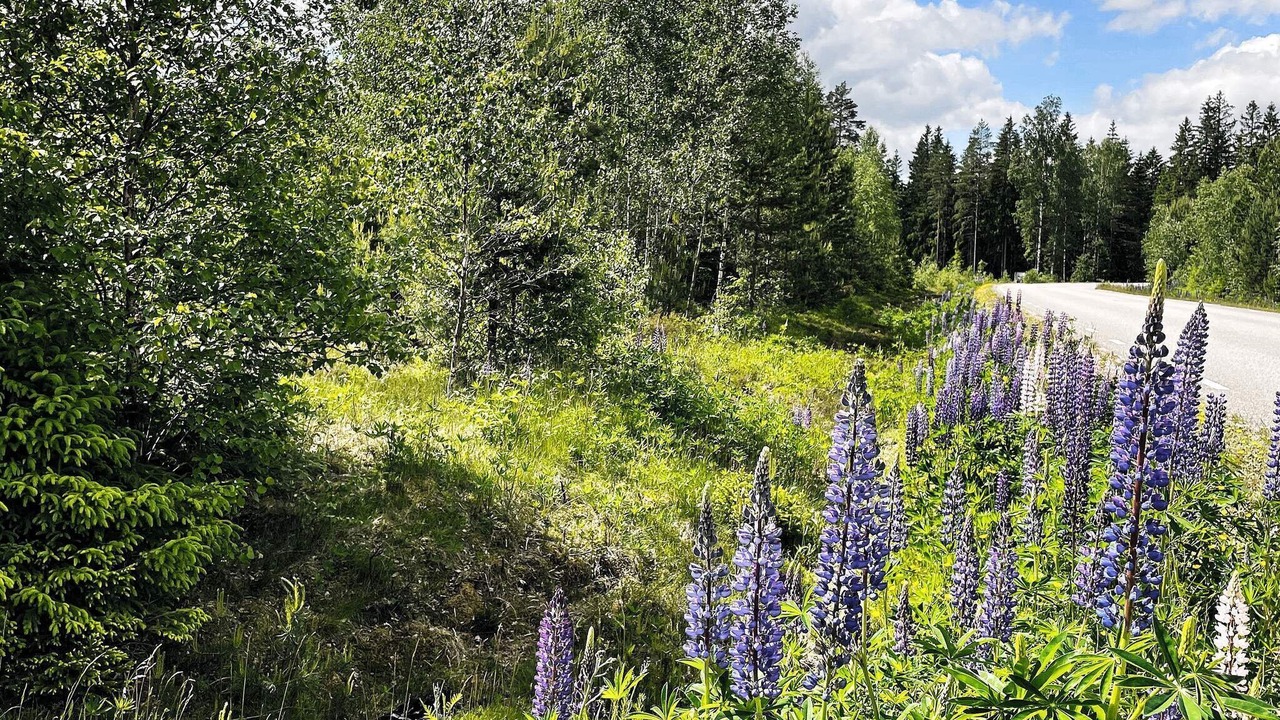 Photo of Outdoor in Hacksvik
