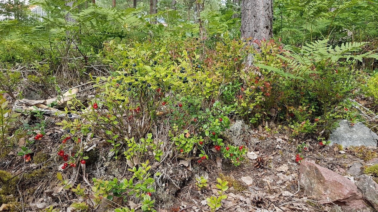 Photo of Outdoor in Hultsfred