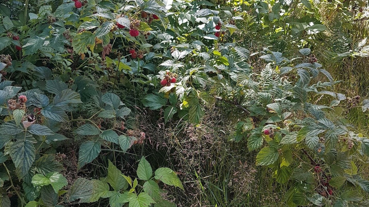 Photo of Outdoor in Hultsfred