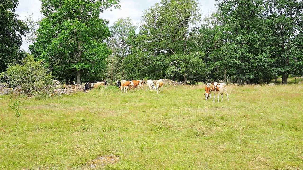 Photo of Others in Tingsryd