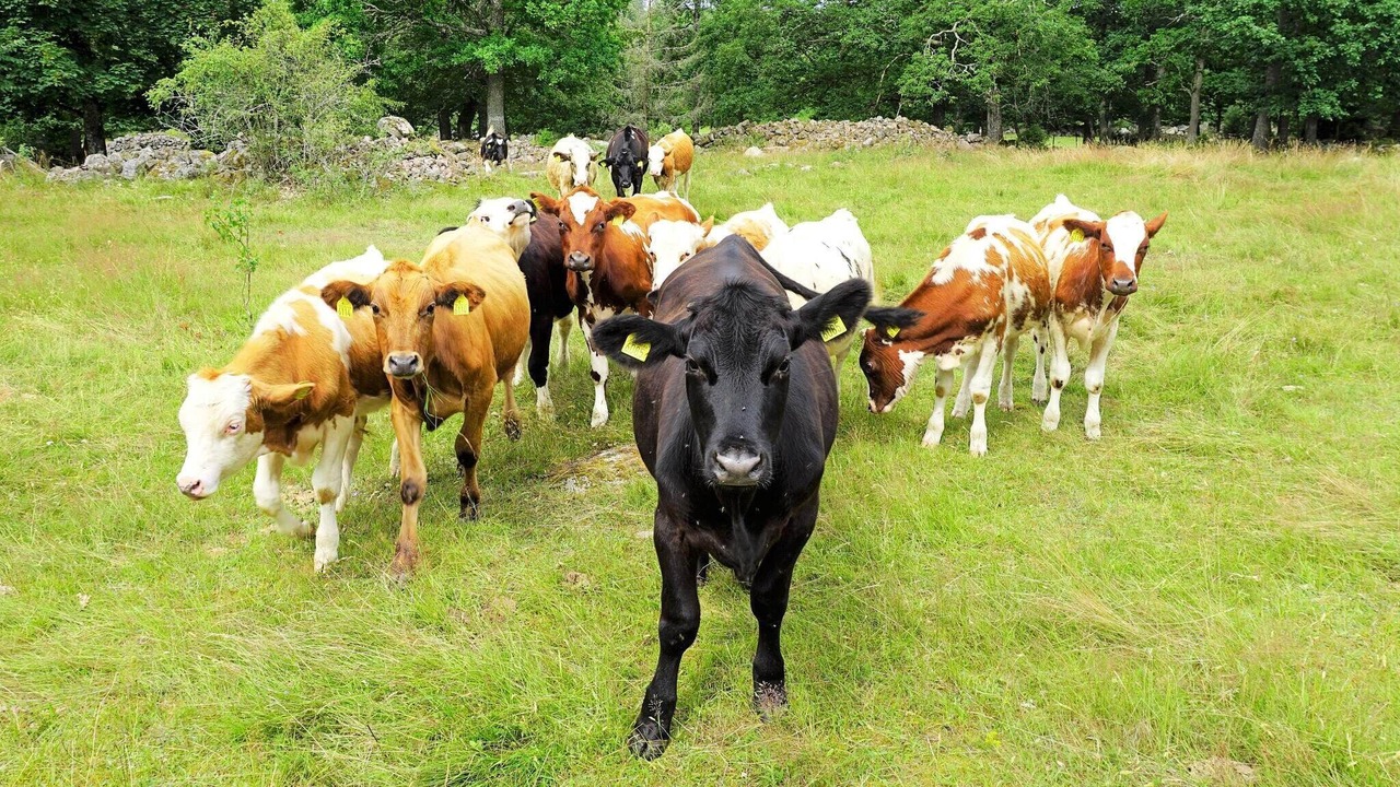 Photo of Others in Tingsryd
