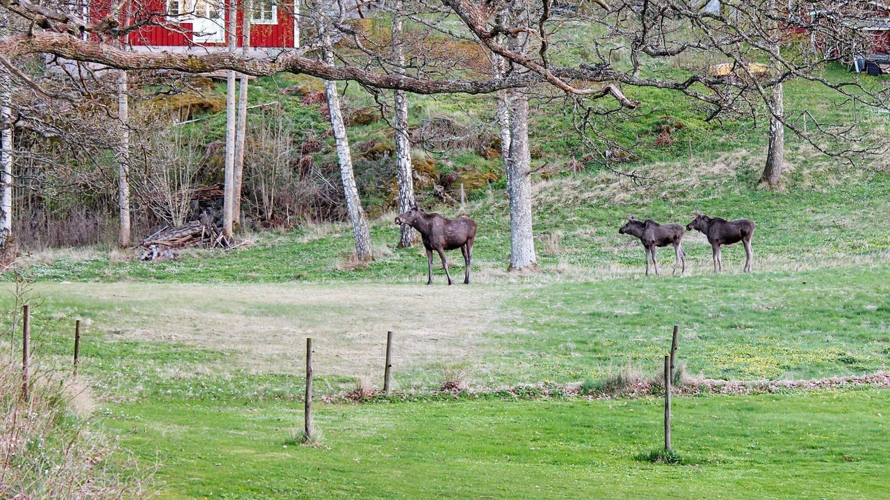 Photo of Outdoor in Vastra Gotaland