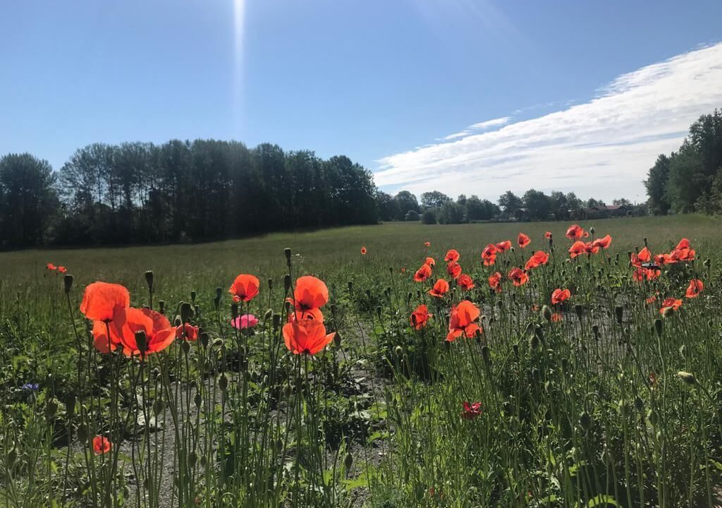 Photo of Outdoor in Vaddo